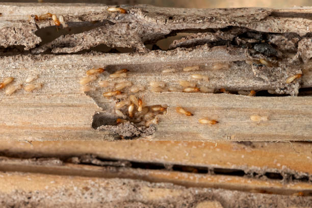 Best Pest Prevention Services  in Knoxville, IA
