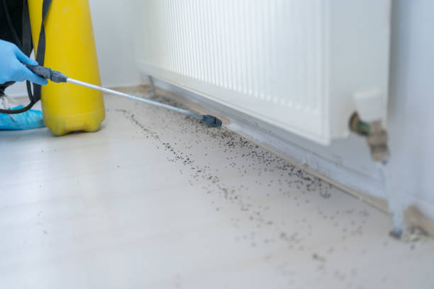Professional Pest Control in Knoxville, IA