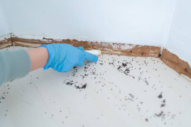 Best Residential Pest Control  in Knoxville, IA