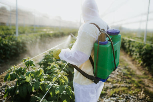 Best Wasp Removal Services  in Knoxville, IA